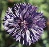 wf_cornflower.jpg